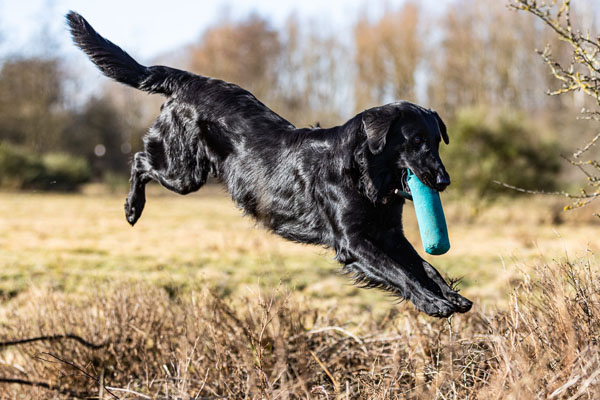 Rotary Solenoids for Gun Dog Training Aid